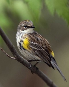 Yellow-rumped_Warbler_m17-48-113_l